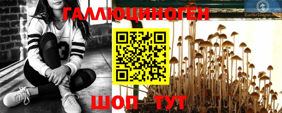 Галлюциногенные грибы мицелий  Дербент 